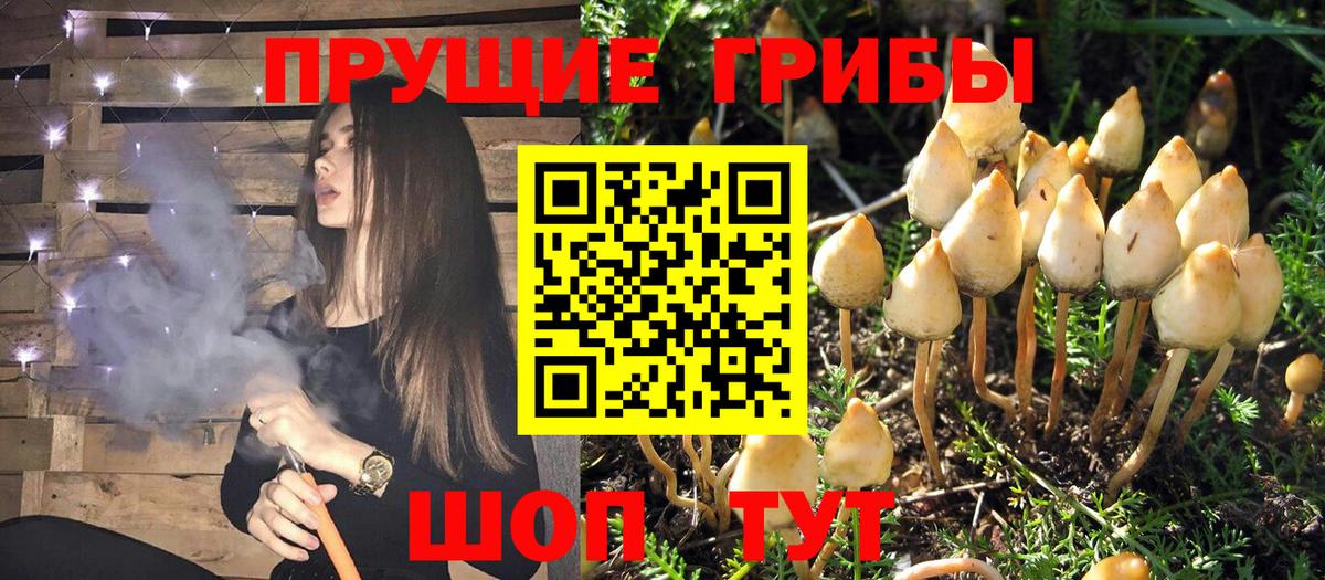 Псилоцибиновые грибы GOLDEN TEACHER Когалым